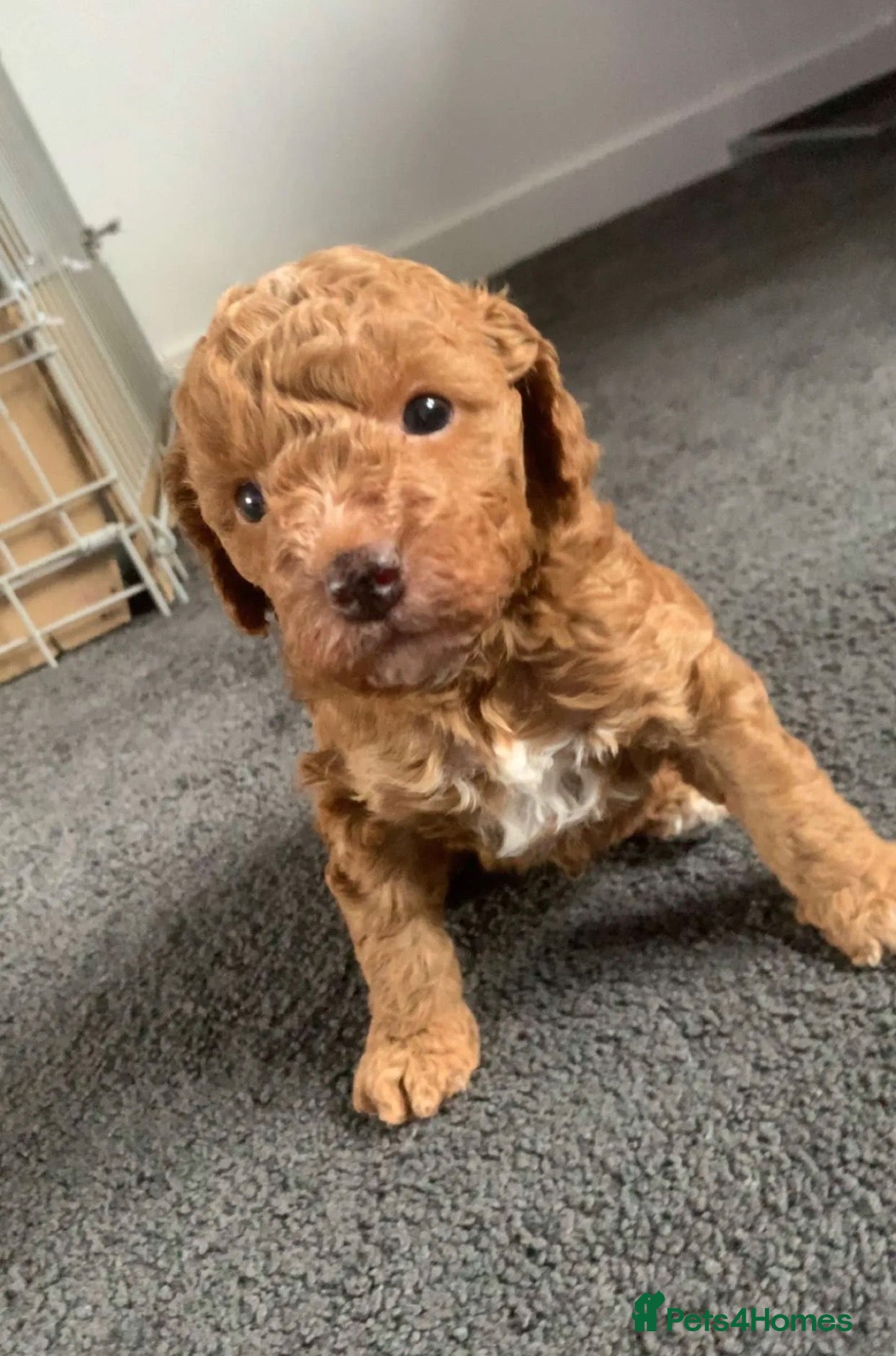 Miniature Poodle dogs Miniature poodle puppies  - Advert 7
