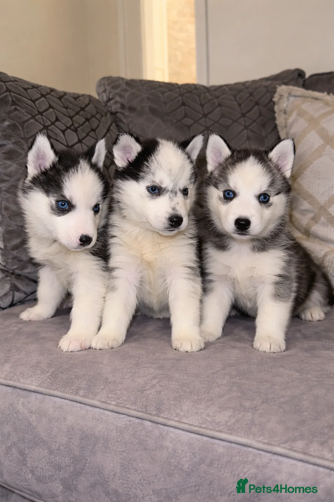 Siberian Husky dogs for sale: 3 Stunning Siberian Husky boys with blue eyes 😍 - Advert 4
