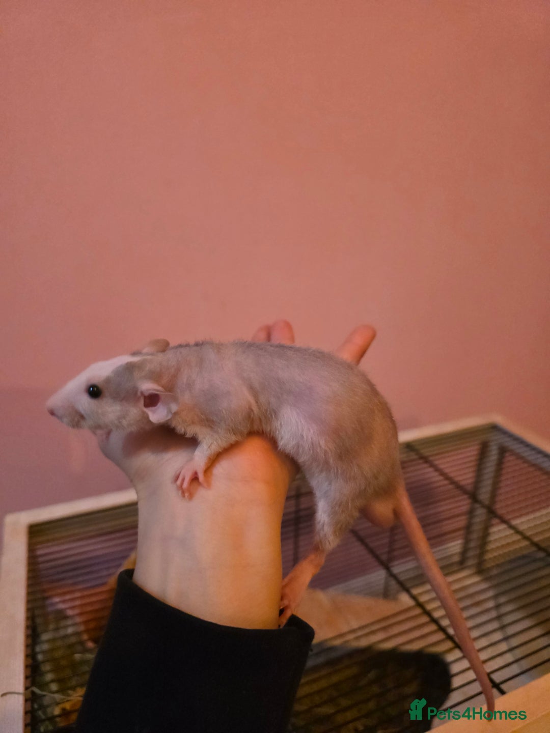 Rat rodents for sale: Baby rats - Advert 6