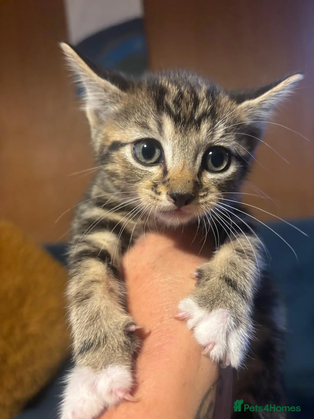 Mixed Breed cats for sale: Kittens for sale in Chelmsford - Advert 2