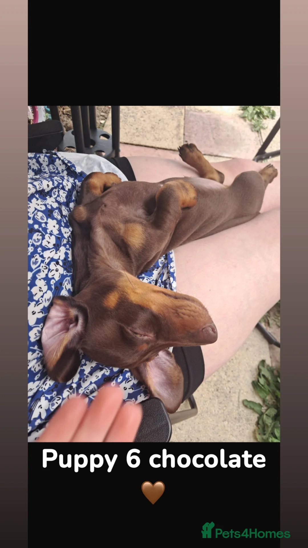 Miniature Dachshund dogs for stud: chocolate boy carries fluffy gene for stud  - Advert 22