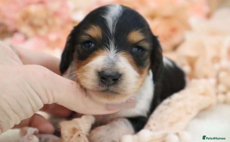 Miniature Dachshund dogs KC Longhair Miniature Dachshund Puppies - Advert 15