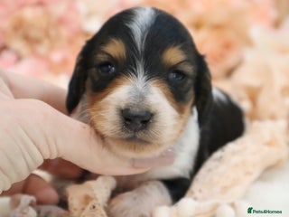 Miniature Dachshund dogs KC Longhair Miniature Dachshund Puppies - Advert 16