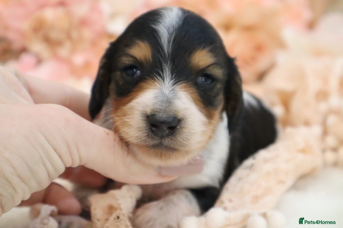 Miniature Dachshund dogs KC Longhair Miniature Dachshund Puppies - Advert 15