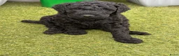 Labradoodle dogs for sale: LABRADOODLE & POODLE Ready Now - Advert 4