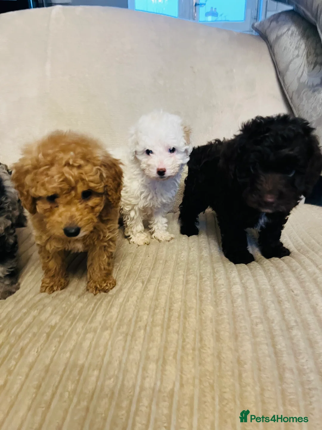 Cockapoo dogs for sale: Stunning f1b cockapoo puppys  - Advert 9