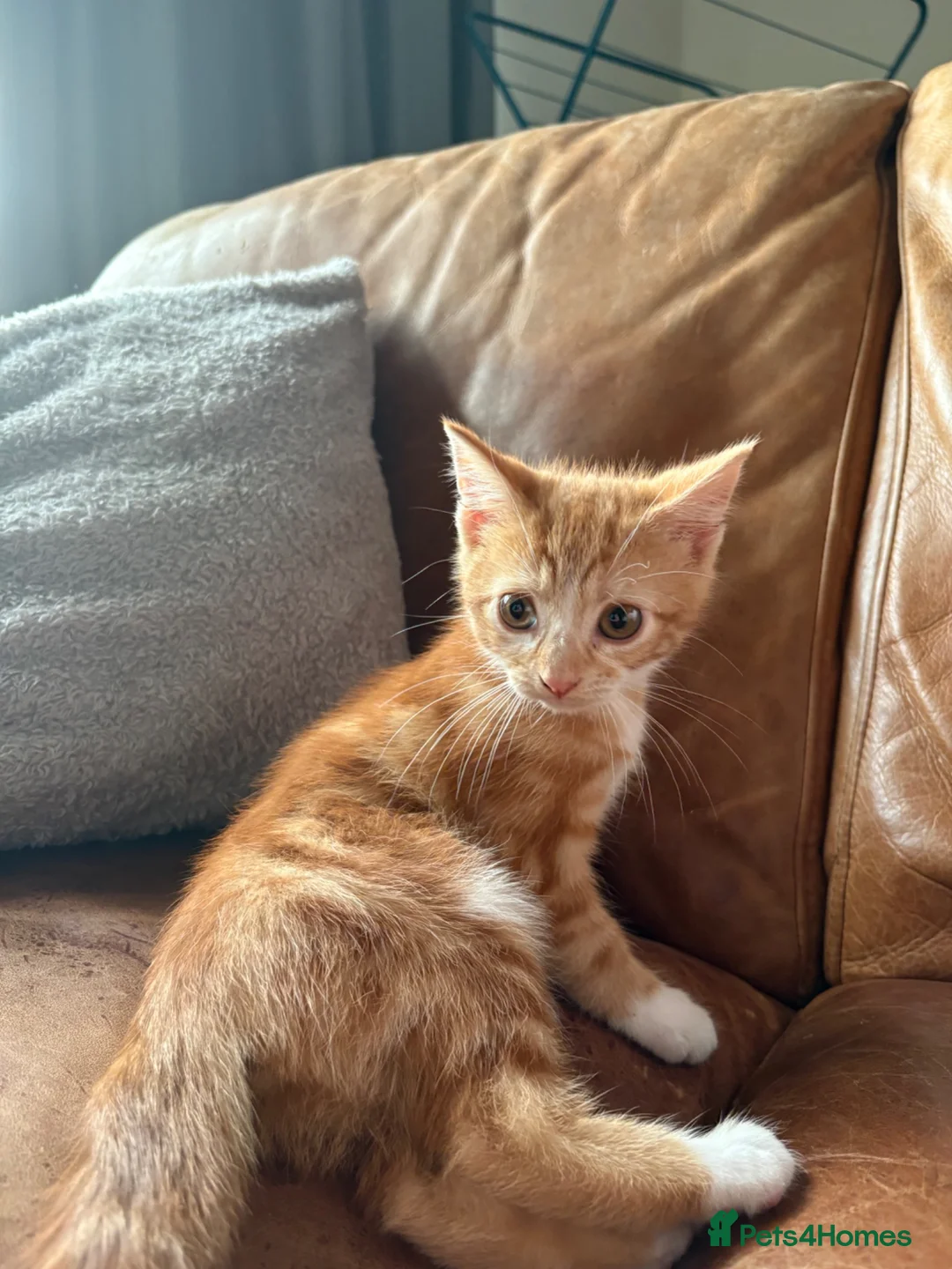 Mixed Breed cats for sale: 9 Week old Ginger Female Kitten - Advert 5