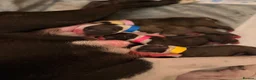 Boston Terrier dogs for sale: 🐾KC registered Boston Terrier Puppies 🐾 in Wrexham - Advert 1