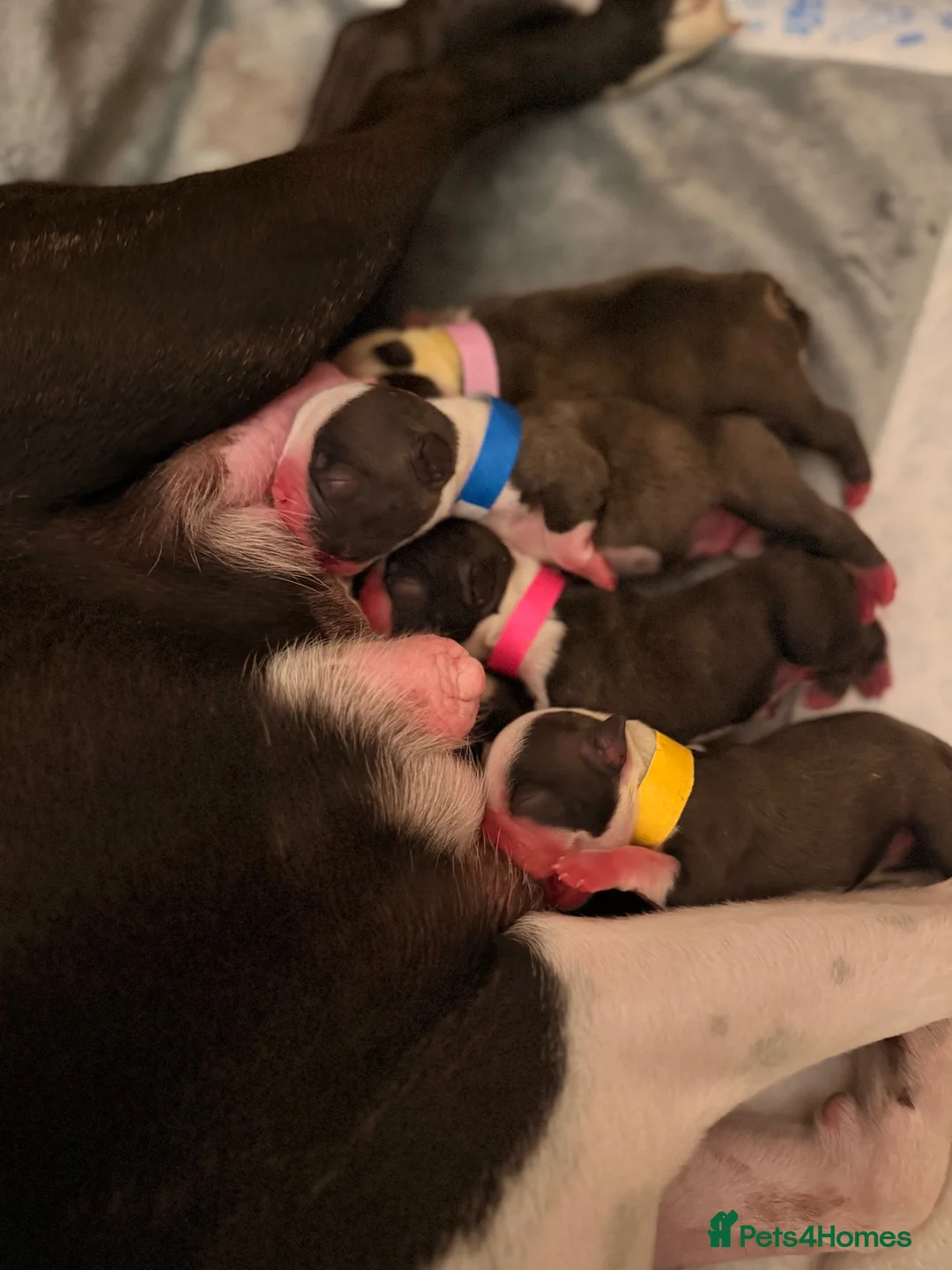 Boston Terrier dogs for sale: 🐾KC registered Boston Terrier Puppies 🐾 in Wrexham - Advert 1