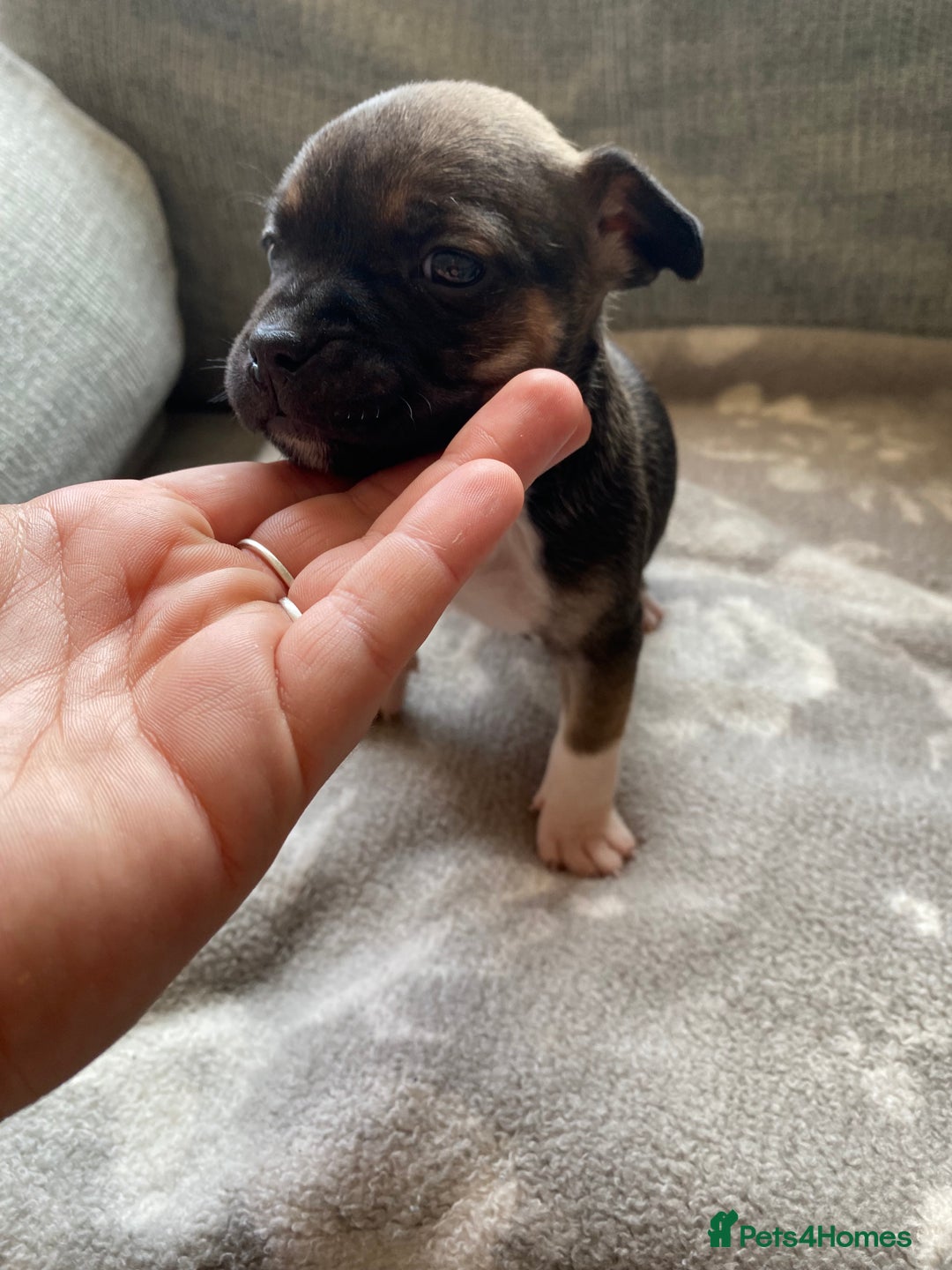 Mixed Breed dogs for sale: French bulldog x Staffordshire bull terrier - Image 10