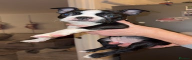 Boston Terrier Puppy 1