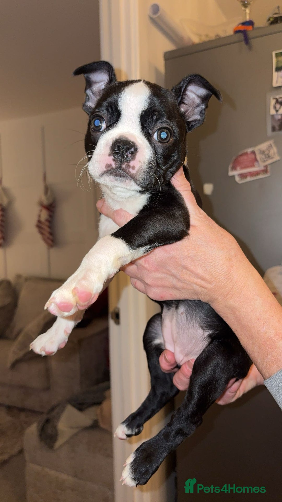 Boston Terrier dogs for sale: My last girl Boston terrier. Brindle and white  - Advert 6