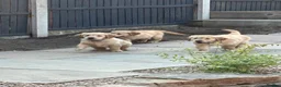 Golden Retriever dogs for sale: Golden Retriever puppy for adoption  - Advert 4