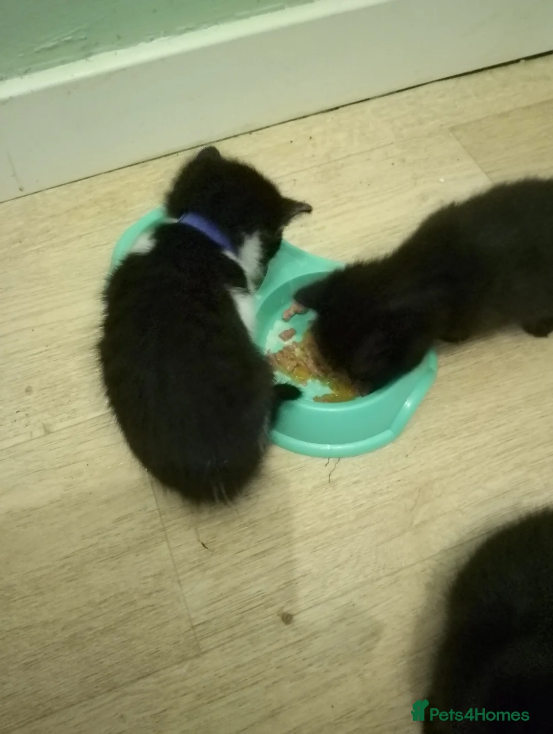 Mixed Breed cats for sale: Beautiful kittens  - Advert 6