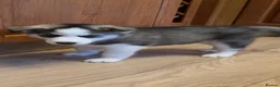 Siberian Husky dogs for sale: Beautiful Siberian husky puppies - Advert 4