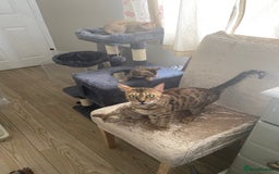 Bengal cats for sale: Beautiful Bengal Kittens Brown & Snows - Image 12