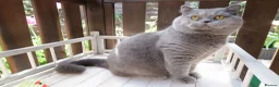 British Shorthair cats for stud: OPUS - GCCF & TICA Registered British Shorthair - Advert 5