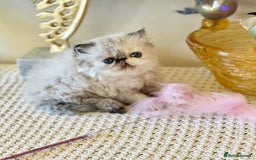 Persian cats for sale: Stunning TICA Blue Eye Persian Babies  - Advert 7