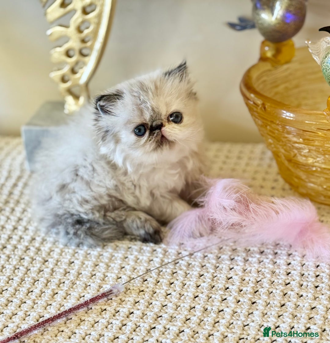 Persian cats for sale: Stunning TICA Blue Eye Persian Babies  - Advert 7