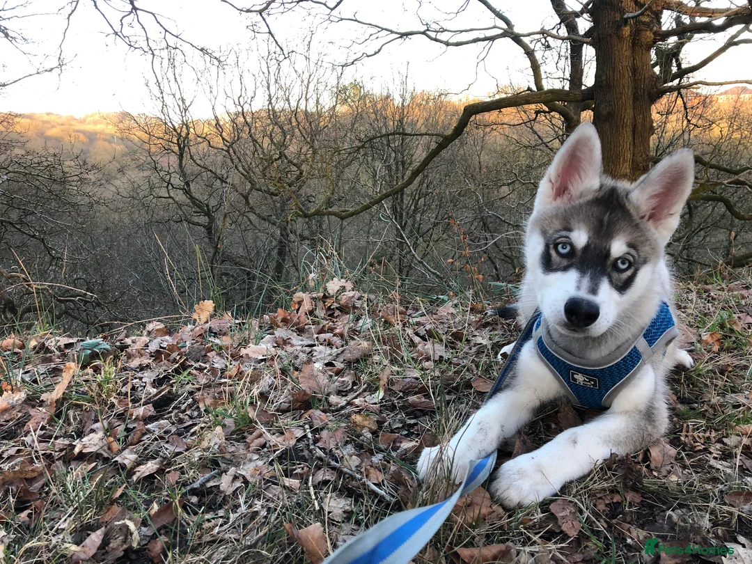 Siberian Husky dogs for stud:  Loki in Heywood - Advert 15