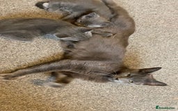 Russian Blue cats for sale: Russian blue kittens  - Image 6
