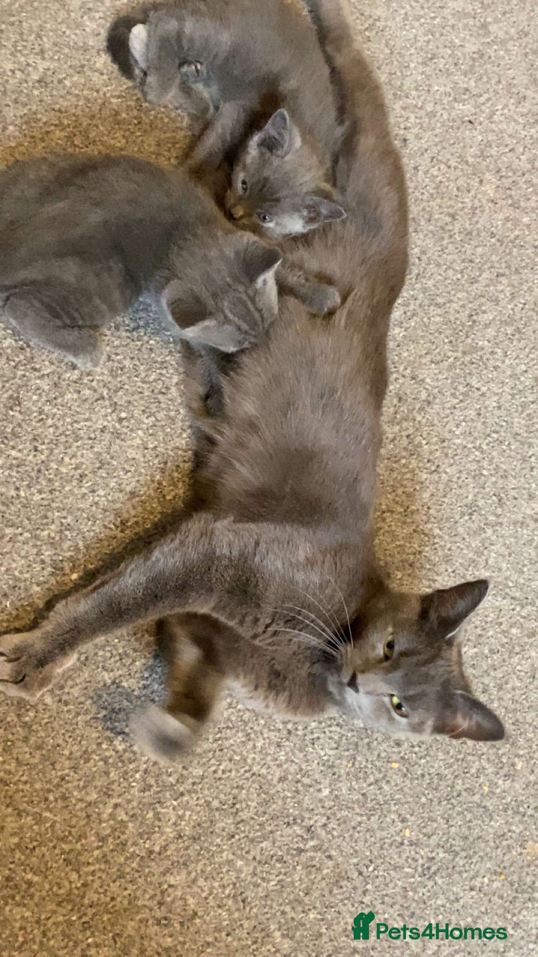 Russian Blue cats for sale: Russian blue kittens  - Image 6