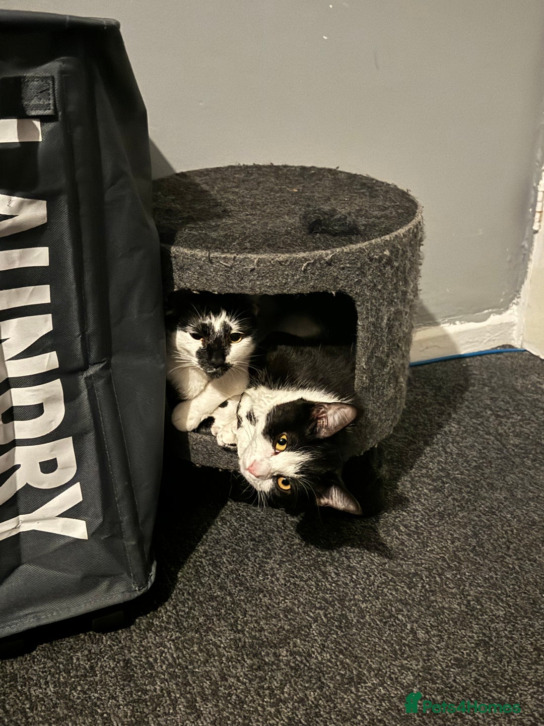 Mixed Breed cats for sale: Star and pixie  - Advert 2