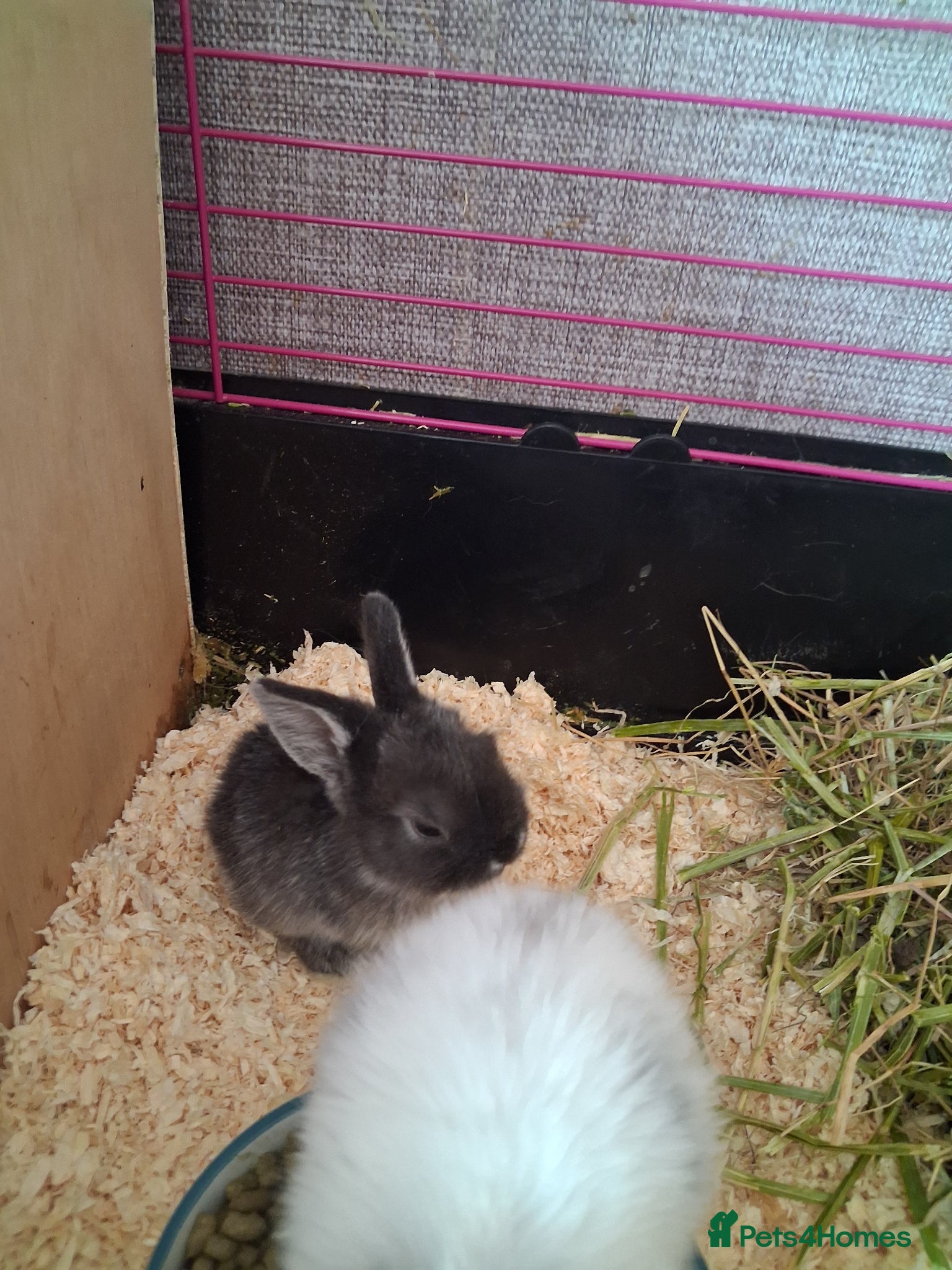 Mini Lop rabbits Baby mini lops 3 weeks old - Advert 1