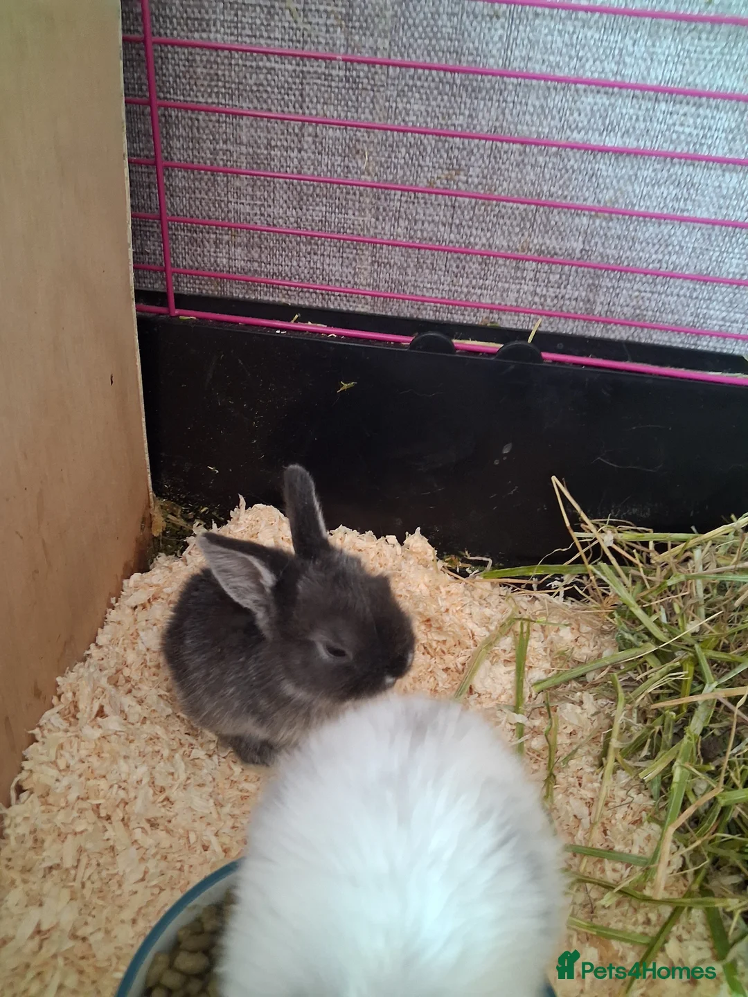 Mini Lop rabbits for sale: Baby mini lops 3 weeks old - Advert 1