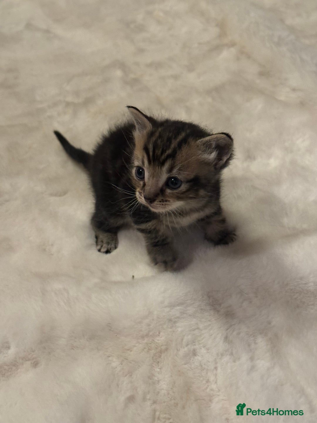 Ragdoll cats for sale: Half ragdoll stunningly marked kittens  - Image 30