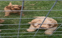 Cockapoo dogs for sale: Healthy Cockapoos ready to leave on the 29/08/25 - Image 12