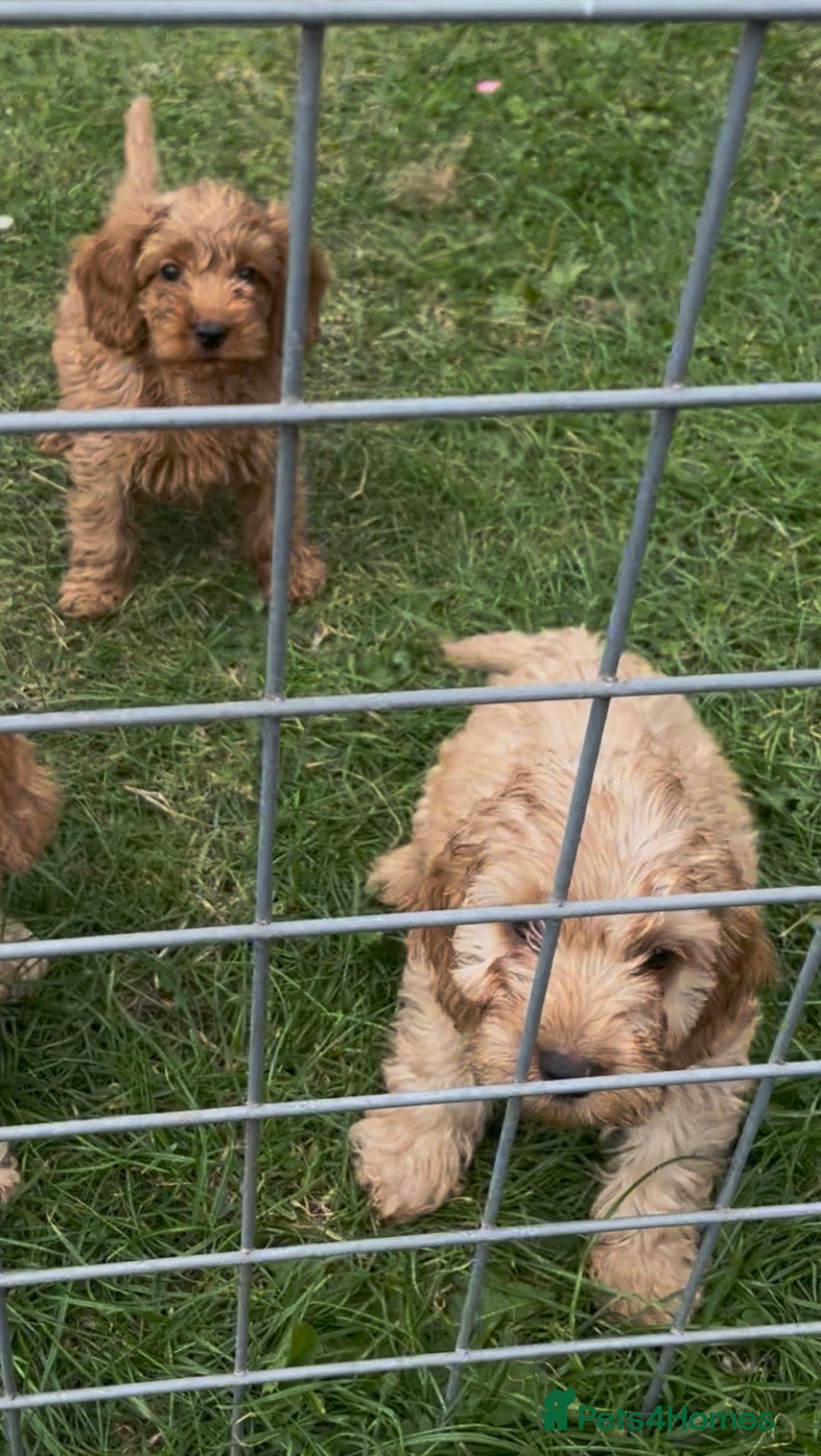 Cockapoo dogs for sale: Healthy Cockapoos ready to leave on the 29/08/25 - Image 12
