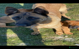 Mixed Breed dogs for sale: German shepherd x Belgian shepherd puppies - Image 6