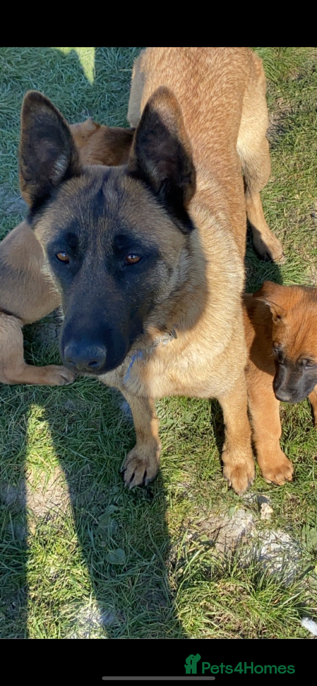 Mixed Breed dogs for sale: German shepherd x Belgian shepherd puppies - Image 6