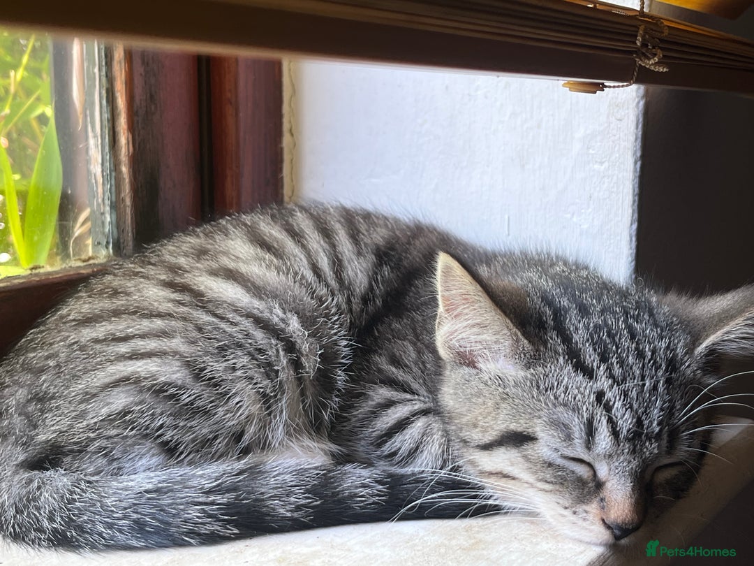 Mixed Breed cats for sale: Adorable kittens  - Image 11