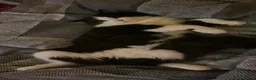 Norwegian Forest Cat cats for sale: Moo  £150 ONO - Advert 8