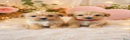 Maltipoo dogs for sale: Beautiful Maltipoo puppy’s  - Advert 1