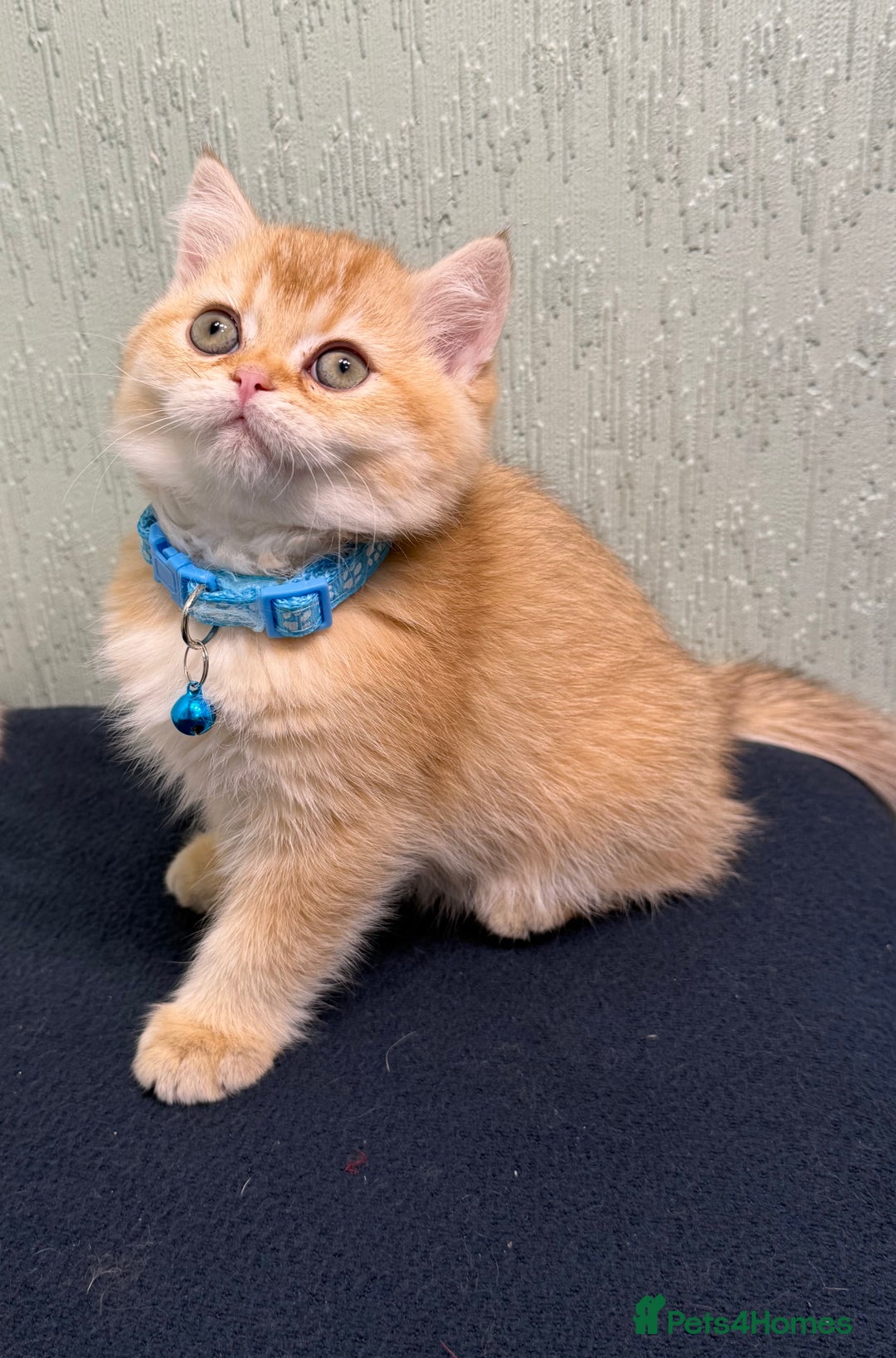 British Shorthair cats for sale: British Sh kittens golden GCCF registered  - Advert 4