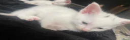 Mixed Breed cats for sale: Gorgeous kittens  in Stourbridge - Advert 6