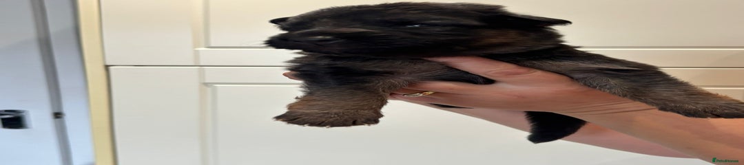 German Shepherd Puppy 1
