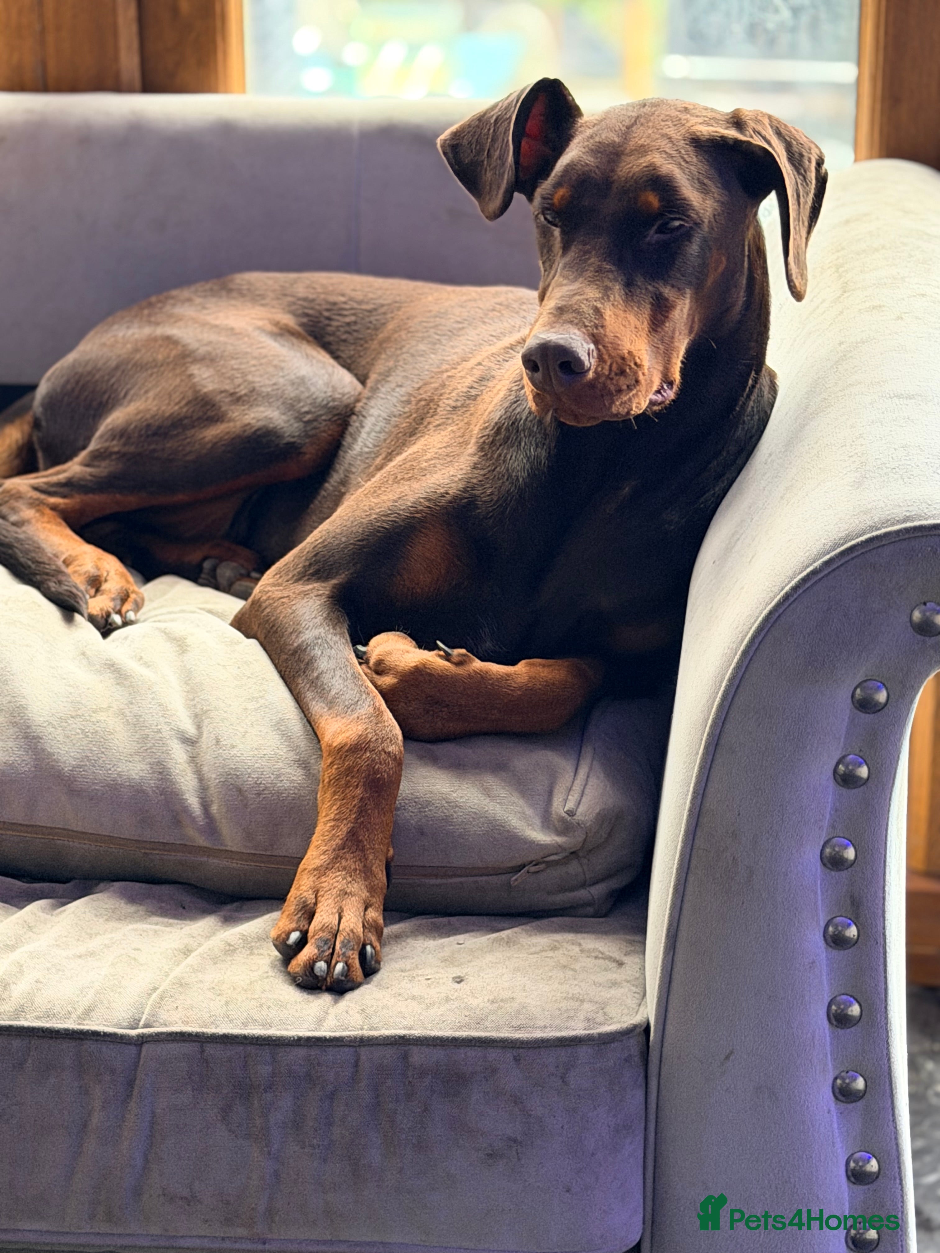Dobermann dogs DWKC reg brown & tan Doberman bitch 18 months old - Advert 5