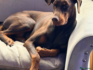 Dobermann dogs DWKC reg brown & tan Doberman bitch 18 months old - Advert 1