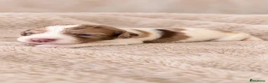 Cocker Spaniel 7
