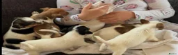 Jack Russell dogs for sale: Traditional Jack Russell puppies  in Bradford - Advert 3