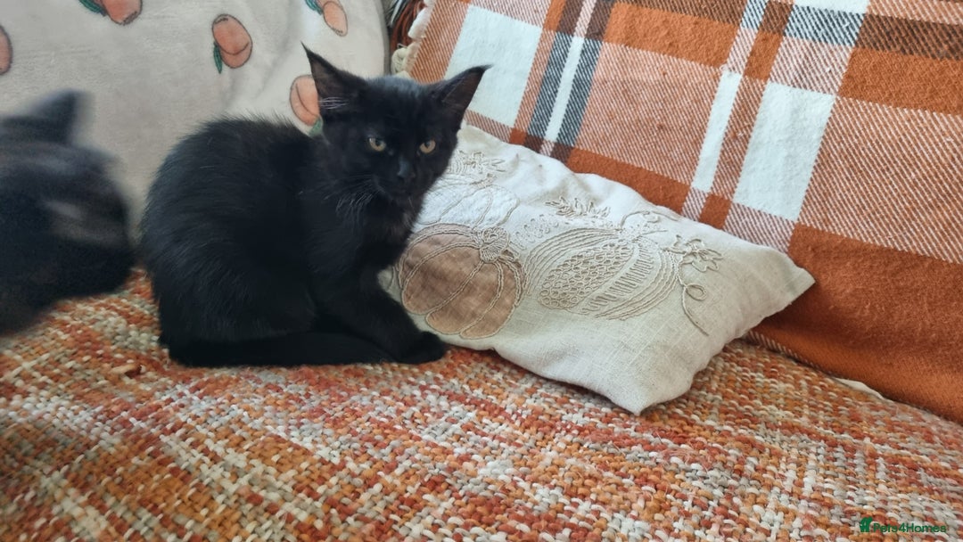 Maine Coon cats for sale: Maine Coon Mix READY TO GO - Image 15