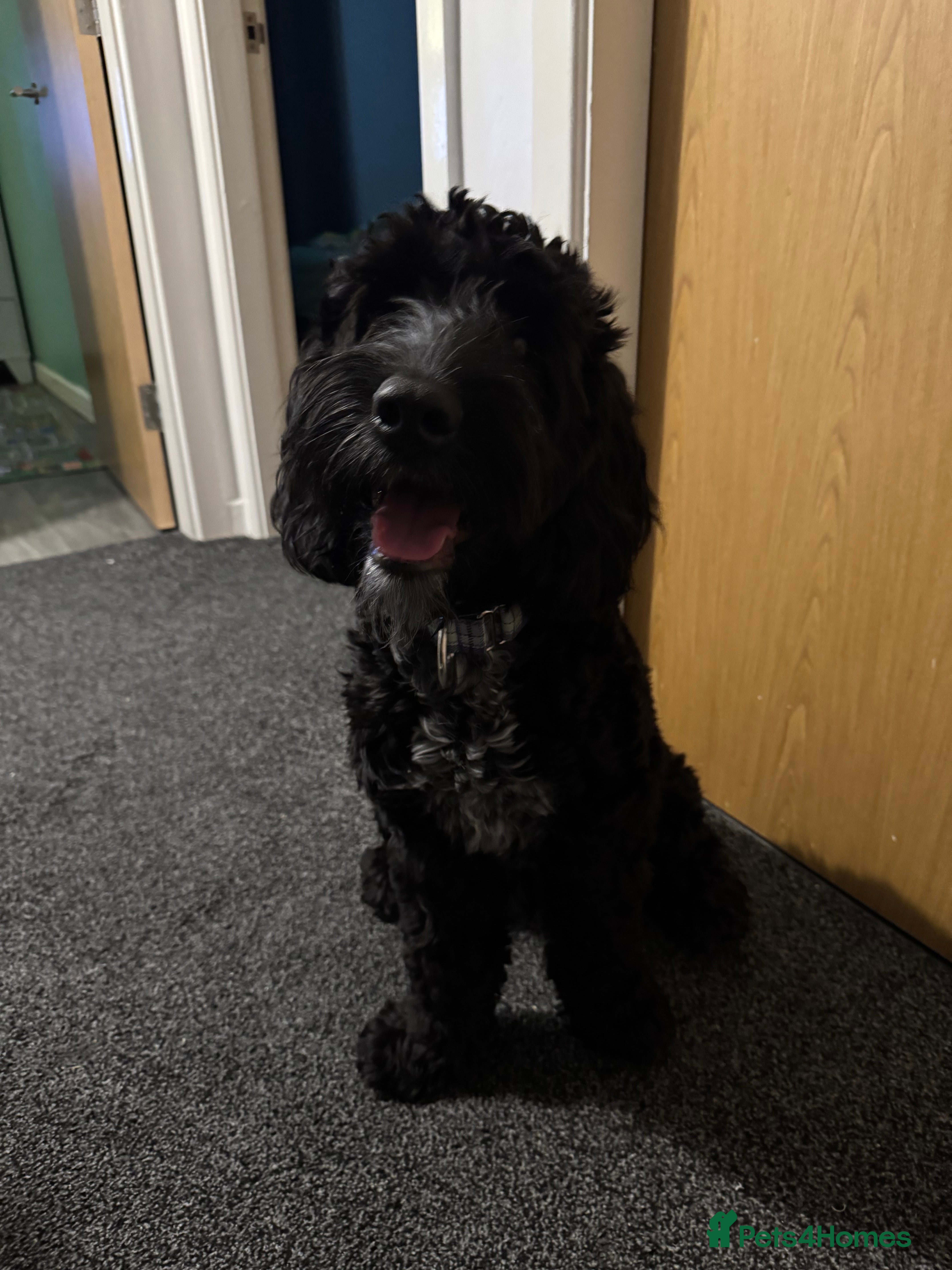 Cockapoo dogs Cockapoo for rehoming in Accrington - Advert 2