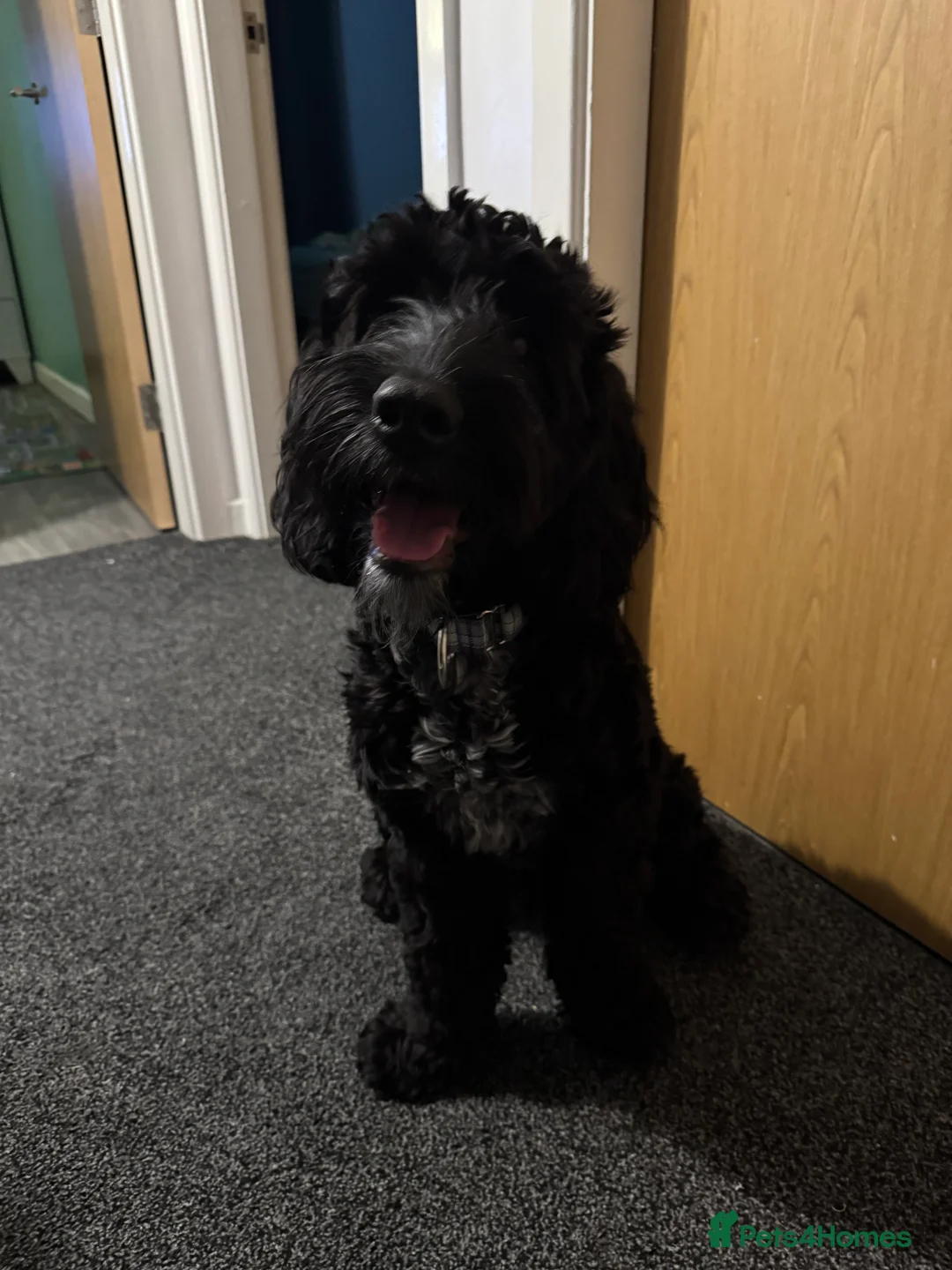 Cockapoo dogs for sale: Cockapoo for rehoming - Advert 1