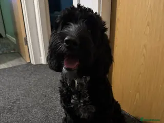 Cockapoo dogs Cockapoo for rehoming in Accrington - Advert 2