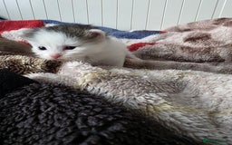 Mixed Breed cats for sale: Kittens😻Ragdoll x domestic cat short hair 😽 - Image 4