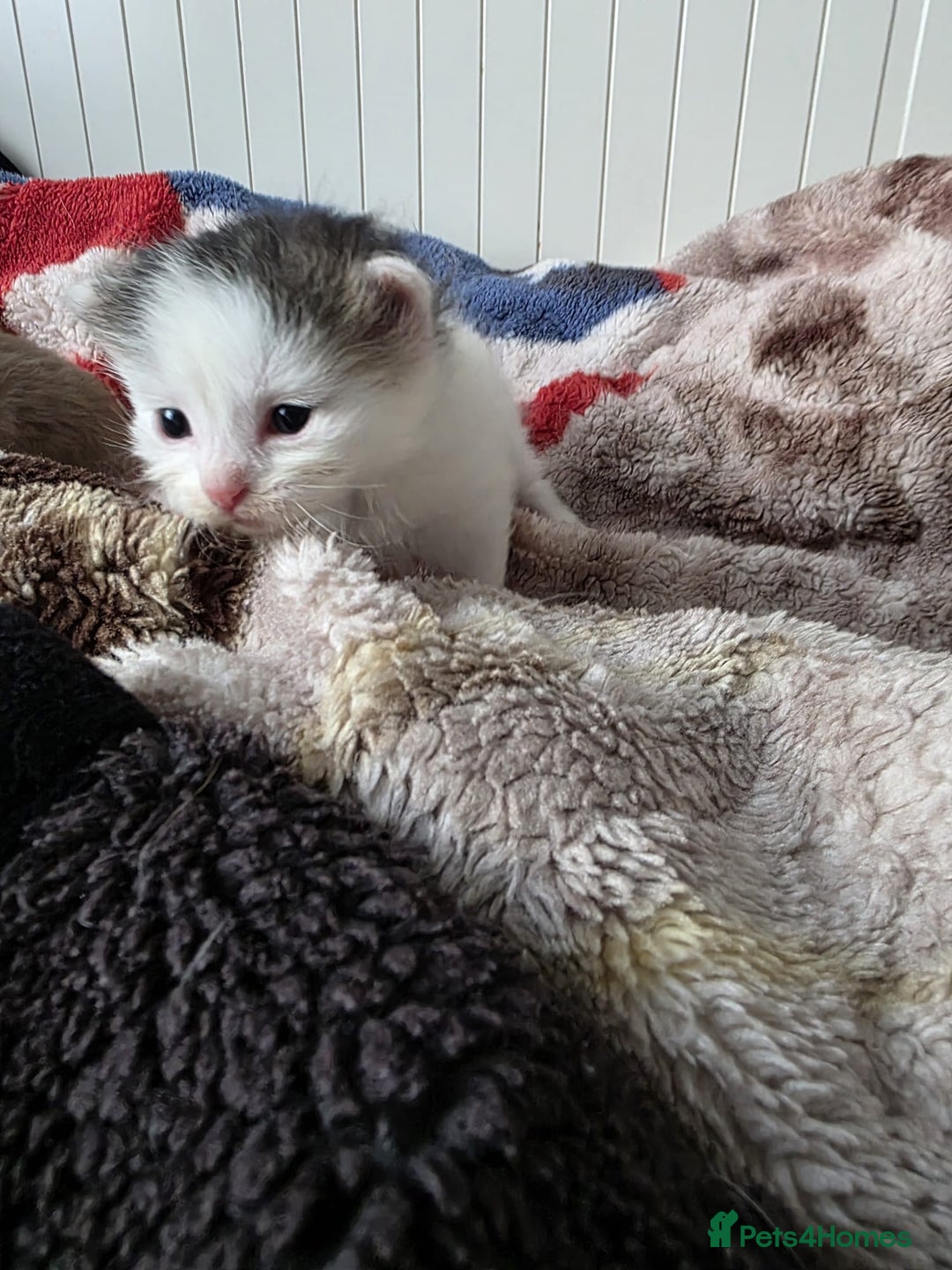 Mixed Breed cats for sale: Kittens😻Ragdoll x domestic cat short hair 😽 - Image 4